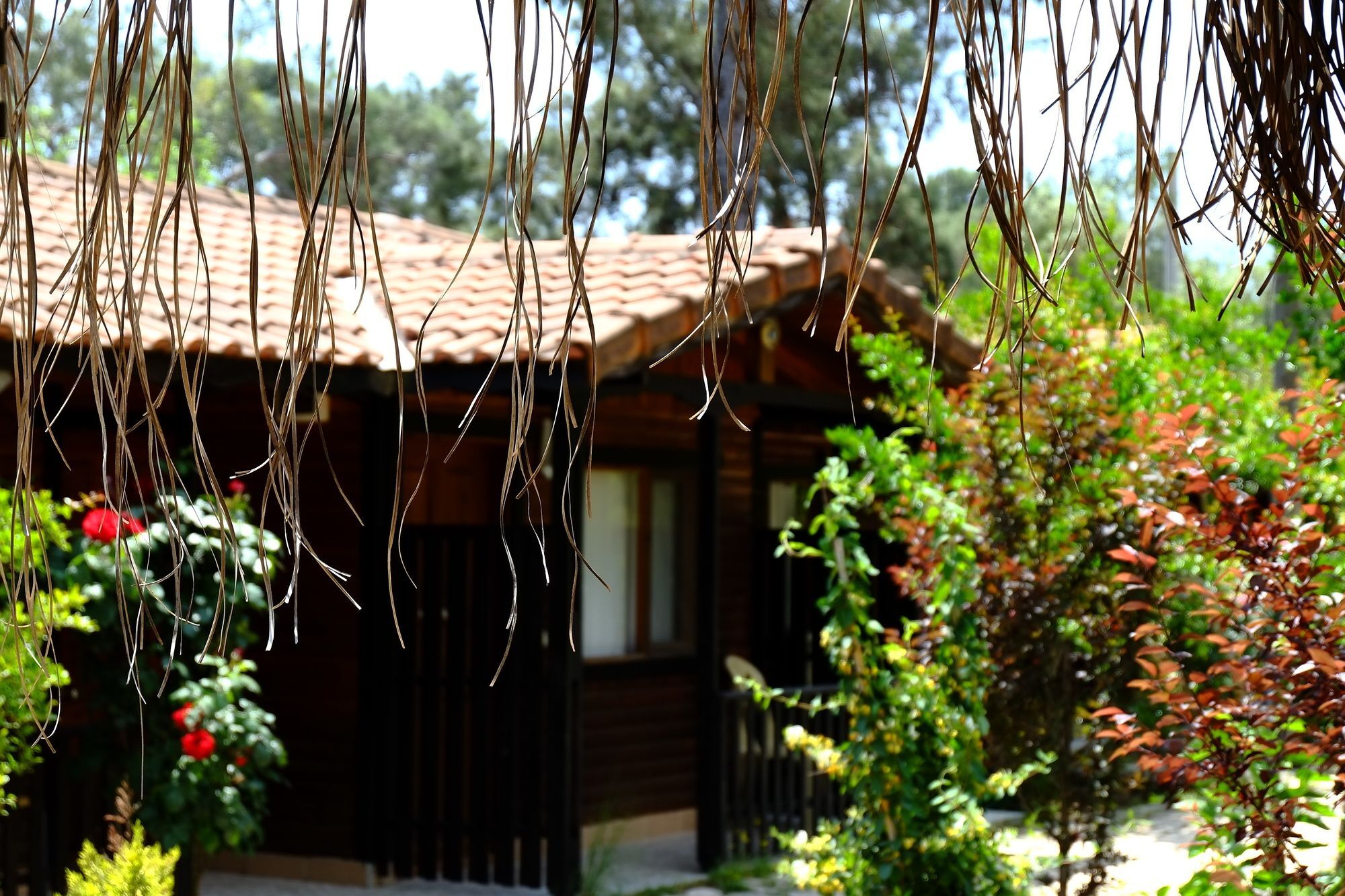 Koala Bungalows Olympos Exterior photo
